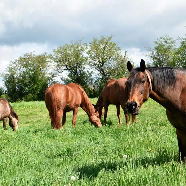Pension pour chevaux à Chantenay-Saint-Imbert, 58